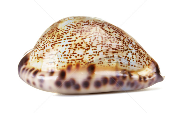 Sea Shell Stock photo © PetrMalyshev