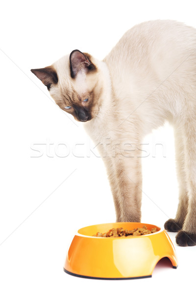 Thai Cat Looking At Food Stock photo © PetrMalyshev
