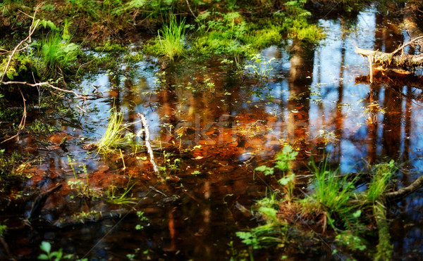 Foto d'archivio: Piscina · foresta · cadere · foglie · primavera · acqua