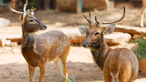Siamese Eld's deers Stock photo © PetrMalyshev