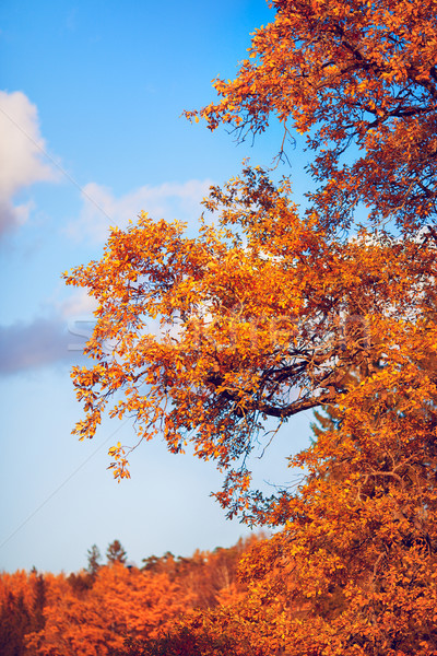 Automne chêne belle chêne feuille [[stock_photo]] © PetrMalyshev
