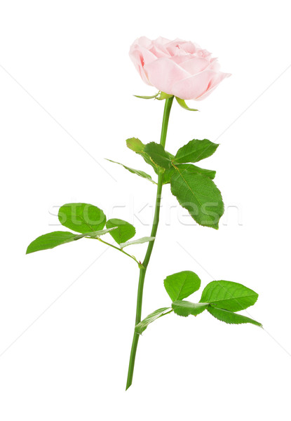 Rózsaszín rózsa virág izolált fehér levél háttér Stock fotó © PetrMalyshev