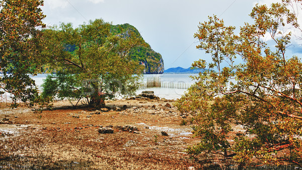 Tropical Shore Stock photo © PetrMalyshev