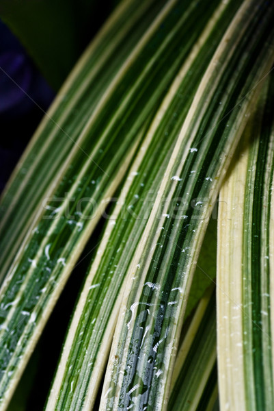 Zöld fű esőcseppek sötét fű természet levél Stock fotó © PetrMalyshev