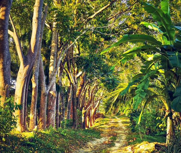 Road in Jungle Stock photo © PetrMalyshev