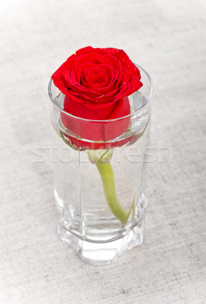 Foto stock: Rosa · vermelha · vidro · lona · água · amor · rosa