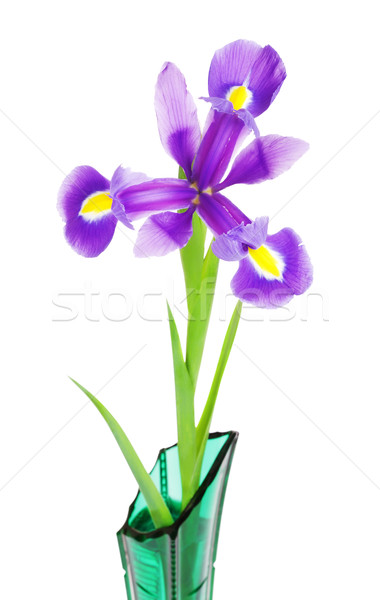 Violett Iris Blume schönen isoliert Stock foto © PetrMalyshev