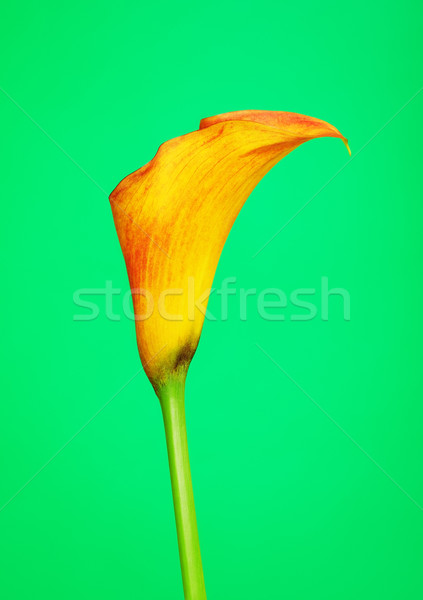 Stock photo: Orange Calla Lily Flower