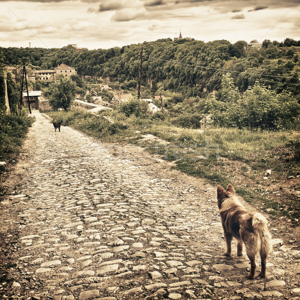 Two Dogs Stock photo © PetrMalyshev