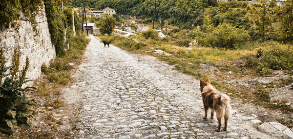 Kettő kutyák tartózkodás öreg út kutya Stock fotó © PetrMalyshev