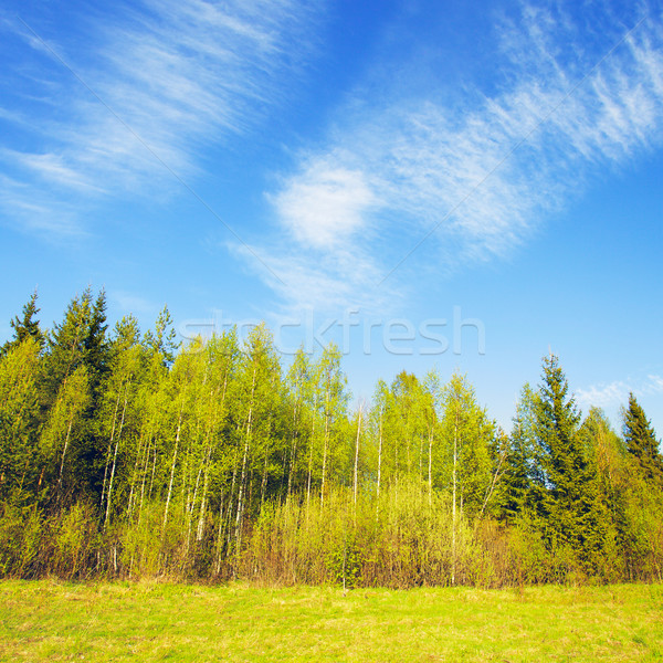 Berk bos blauwe hemel zomer hemel landschap Stockfoto © PetrMalyshev