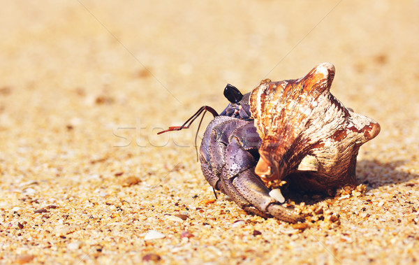 Hermit Crab On Beach Stock photo © PetrMalyshev