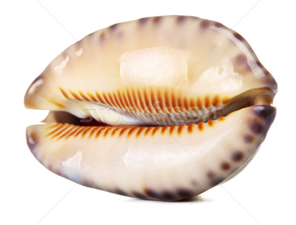 Mare shell bella isolato bianco spiaggia Foto d'archivio © PetrMalyshev
