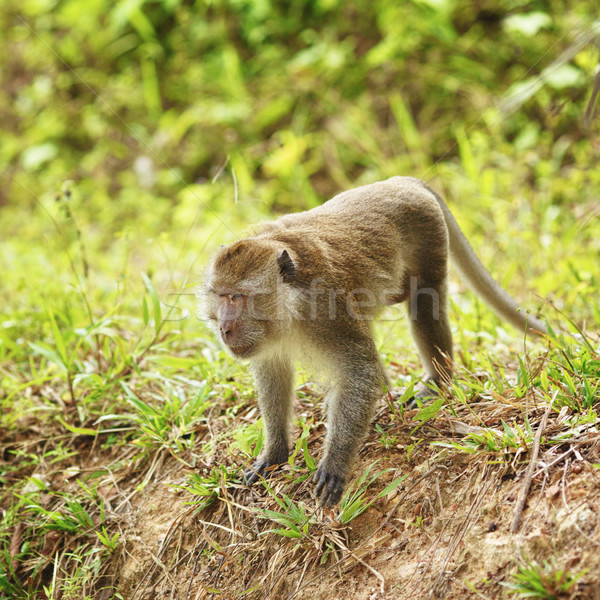 Macaque Monkey Stock photo © PetrMalyshev