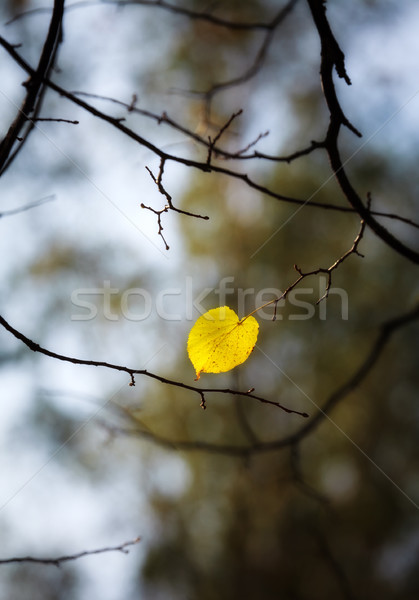 Magányos ősz levél fa erdő zöld Stock fotó © PetrMalyshev