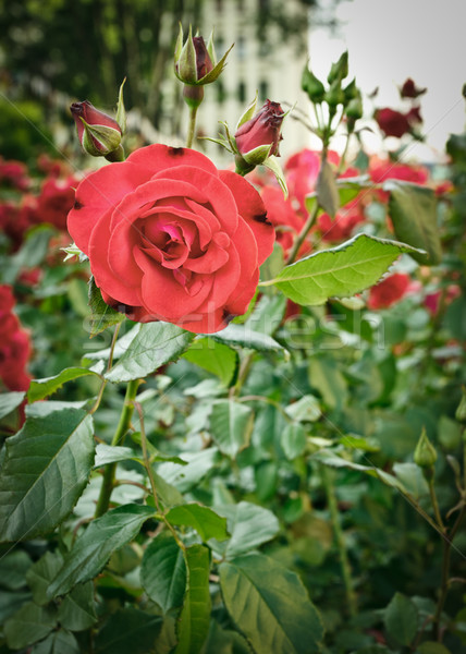 roses flowerbed Stock photo © PetrMalyshev