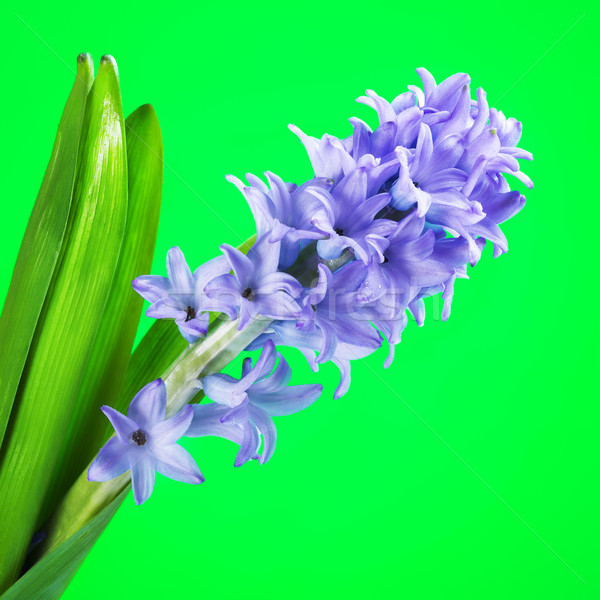 Blue Hyacinth Flower Stock photo © PetrMalyshev