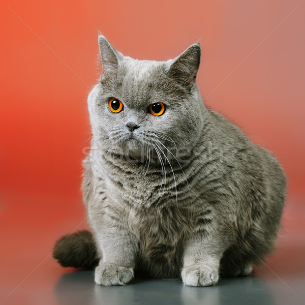 Britannico shorthair cat blu rosso faccia Foto d'archivio © PetrMalyshev