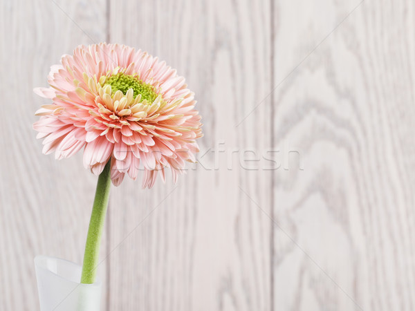 Stock photo: Pink Gerbera Daisy In Vase
