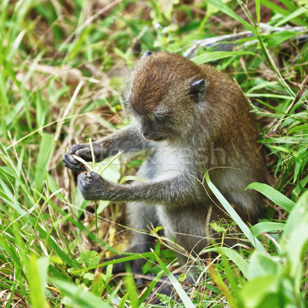 Macaque Monkey Stock photo © PetrMalyshev