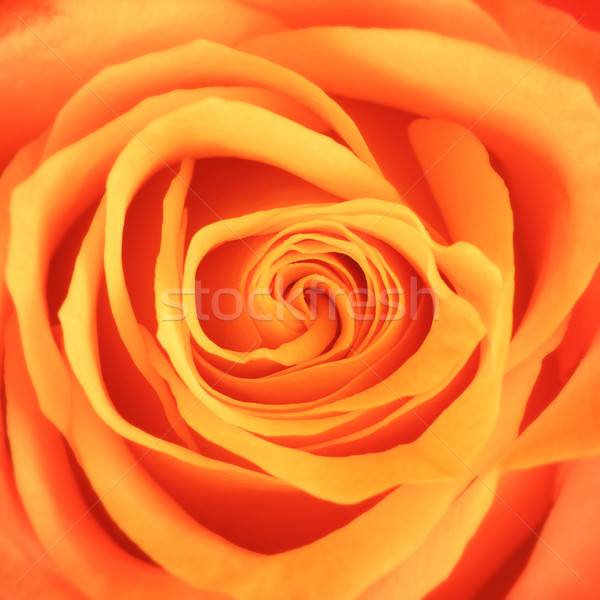 Pomarańczowy wzrosła kwiat makro shot górę Zdjęcia stock © PetrMalyshev