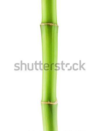 Groene bamboe stengel vers stick geïsoleerd Stockfoto © PetrMalyshev