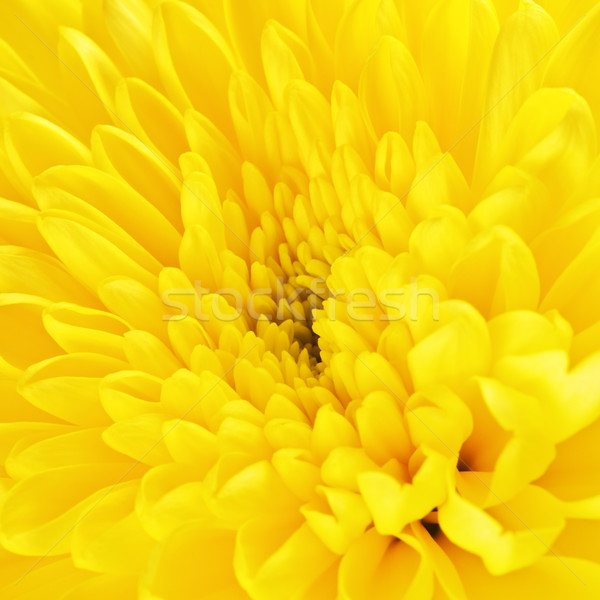 Stock photo: Yellow Chrysanthemum Flower Petals