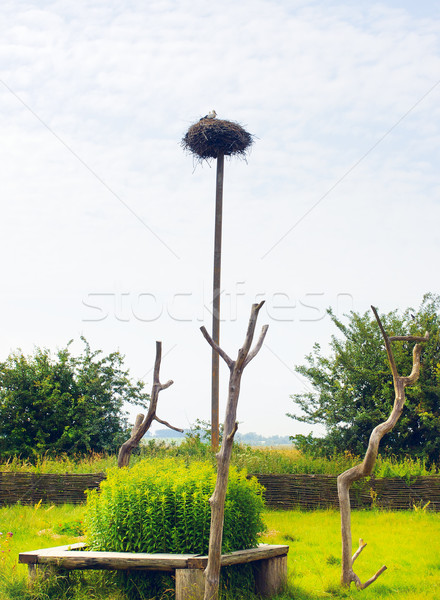 Bocian gniazdo słup Białoruś drzewo trawy Zdjęcia stock © PetrMalyshev