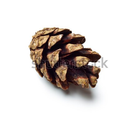 pinecones Stock photo © PetrMalyshev