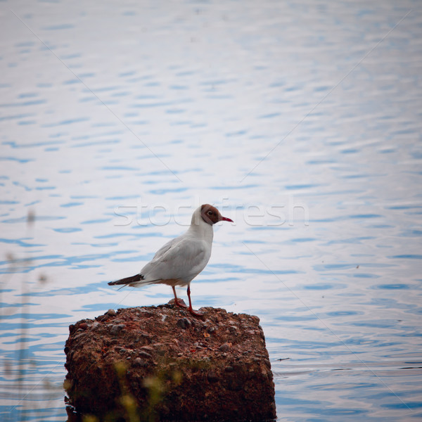 Seagull Sitting on a Rock Stock photo © PetrMalyshev