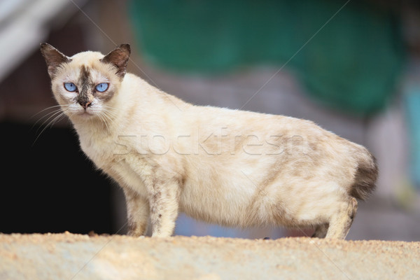 Siamese Cat Stock photo © PetrMalyshev