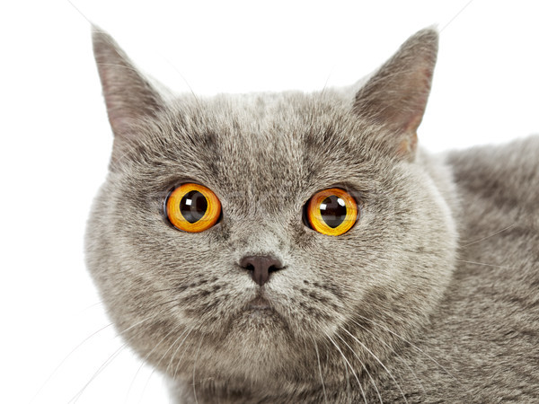 英国の ショートヘア 猫 青 肖像 ストックフォト © PetrMalyshev