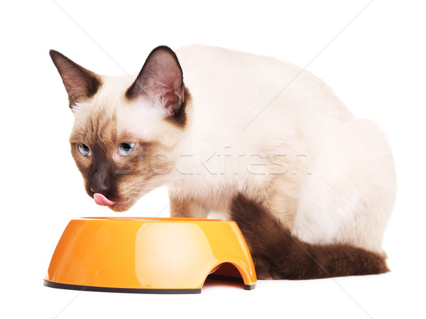 Thai Cat Eats Pet Food Stock photo © PetrMalyshev