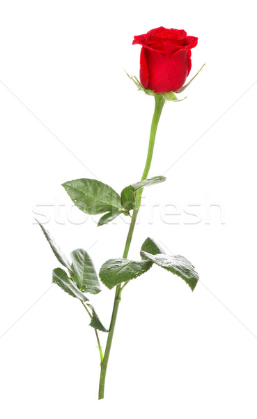 Rosa vermelha escuro isolado branco flor casamento Foto stock © PetrMalyshev