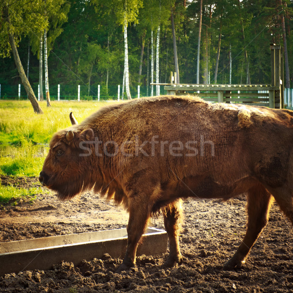 aurochs in wildlife sanctuary Stock photo © PetrMalyshev