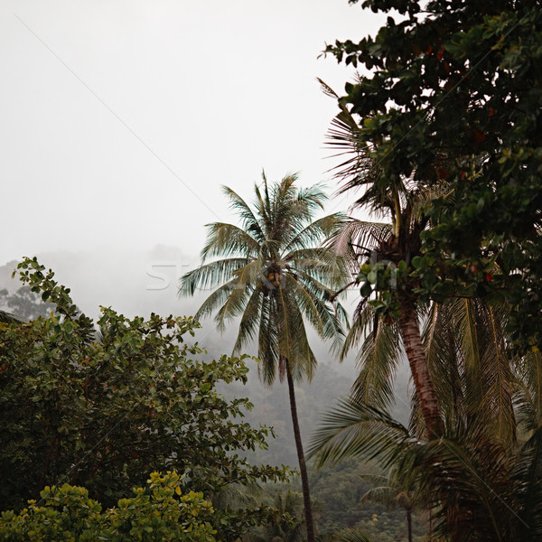 Giungla pioggia forte Thailandia foresta foglia Foto d'archivio © PetrMalyshev