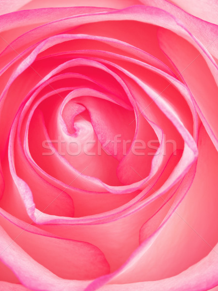 Rózsaszín rózsa virág gyönyörű felső kilátás makró Stock fotó © PetrMalyshev
