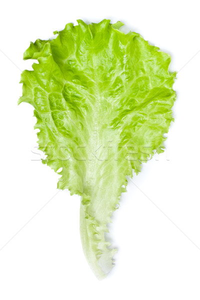 Green Lettuce Stock photo © PetrMalyshev