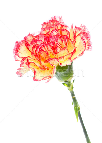 Rosa gelb Nelke isoliert weiß Blume Stock foto © PetrMalyshev
