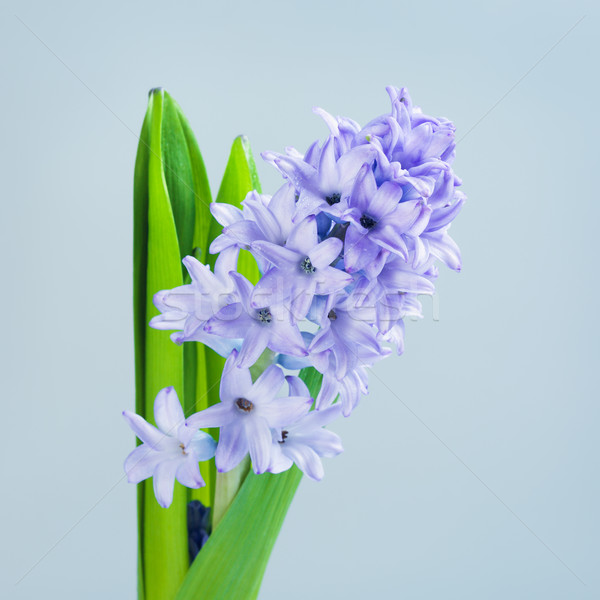 Blue Hyacinth Stock photo © PetrMalyshev