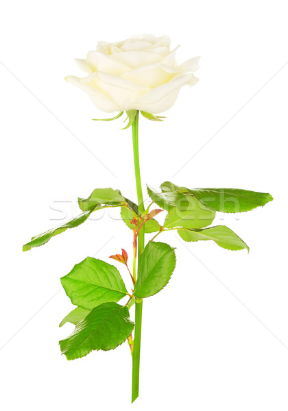 White Rose Flower Stock photo © PetrMalyshev