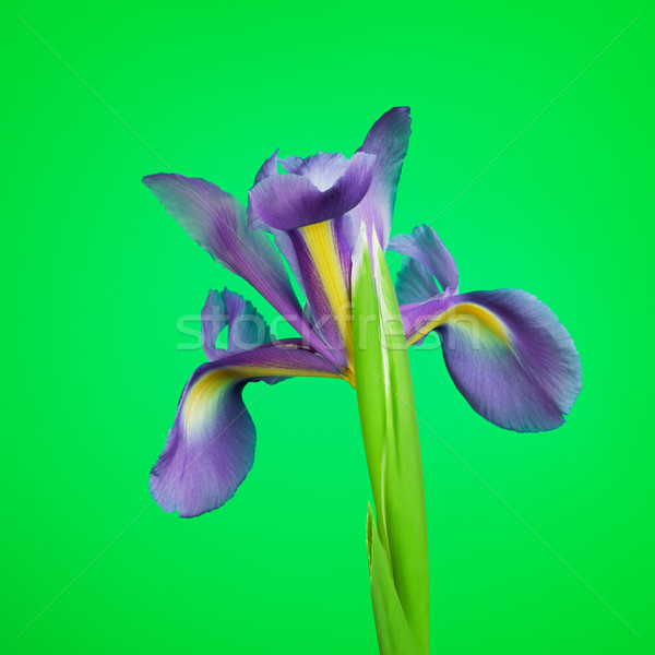 Blue Iris Flower Stock photo © PetrMalyshev