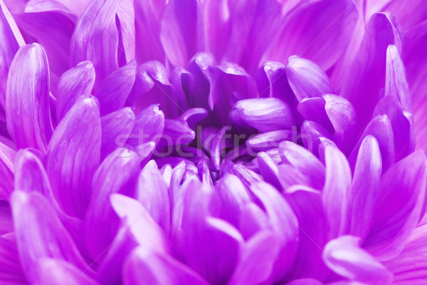 Violeta crisantemo flor pétalos frescos Foto stock © PetrMalyshev