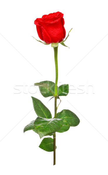 красную розу изолированный белый цветок природы красоту Сток-фото © PetrMalyshev