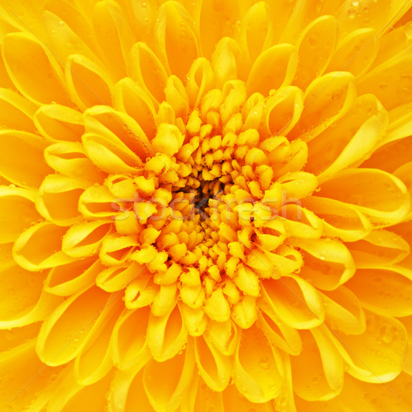 Amarelo crisântemo flor pétalas outono flor amarela Foto stock © PetrMalyshev