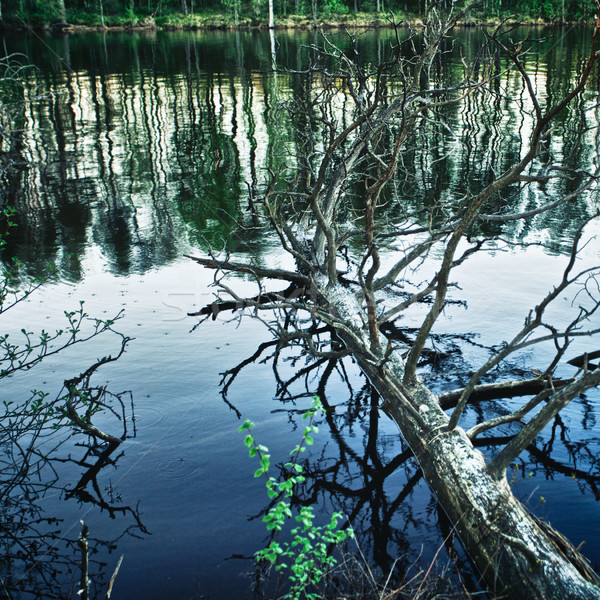 Dead Tree in Lake Stock photo © PetrMalyshev