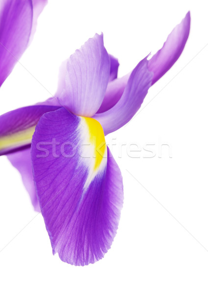 Violet iris floare petale frumos Imagine de stoc © PetrMalyshev