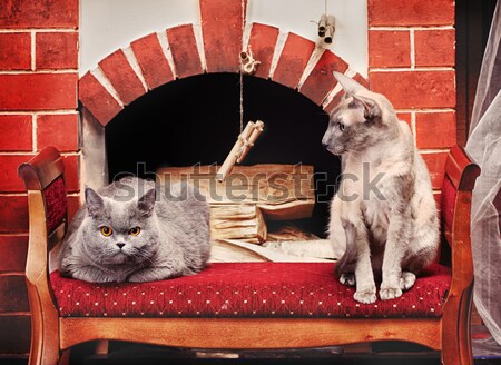 Pisică shorthair acasă interior fundal Imagine de stoc © PetrMalyshev