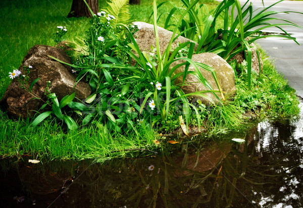 трава крошечный бассейна камней ромашка день Сток-фото © PetrMalyshev