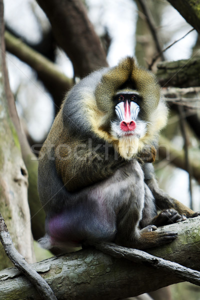 Stock photo: Mandrill sitting on tree branch